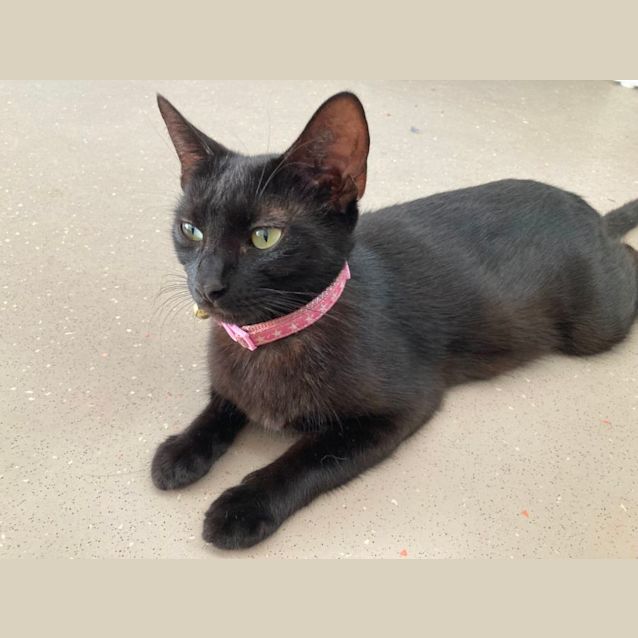 Photo of C1247 Beryl 