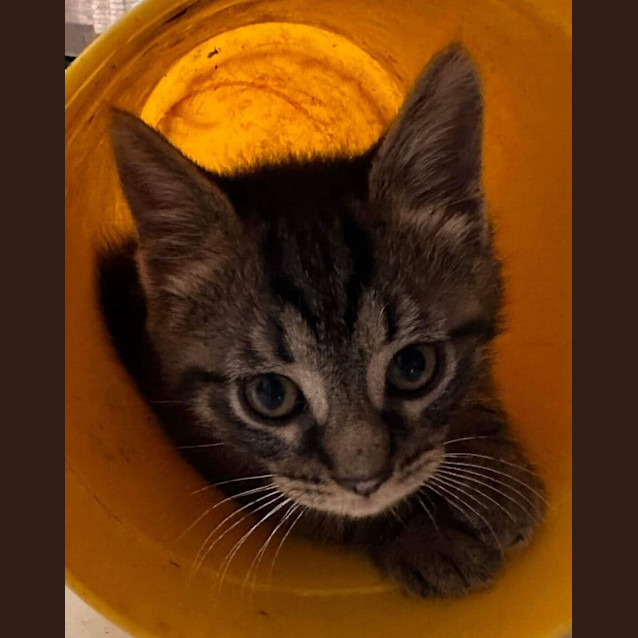 Photo of Hairy Mclary