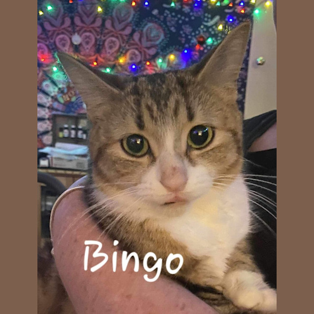 Photo of Bingo