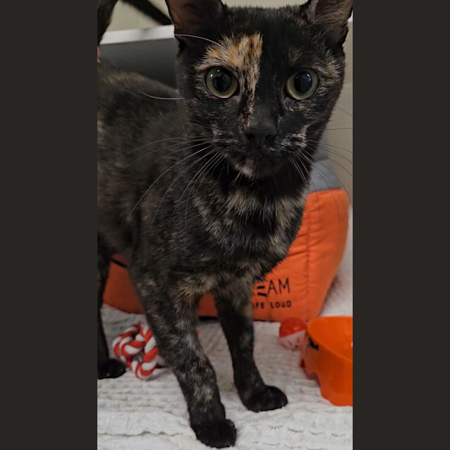 Photo of Freya