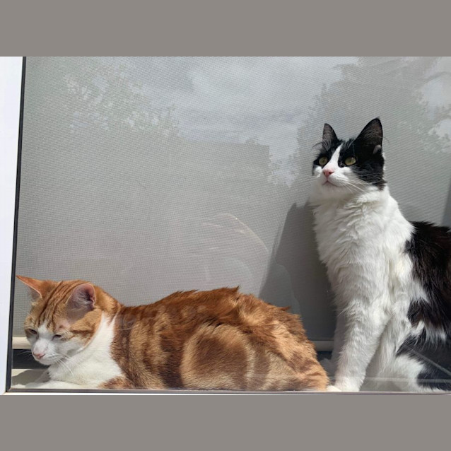 Photo of Merlyn (Orange And White)