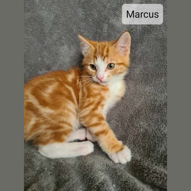 Photo of Marcus