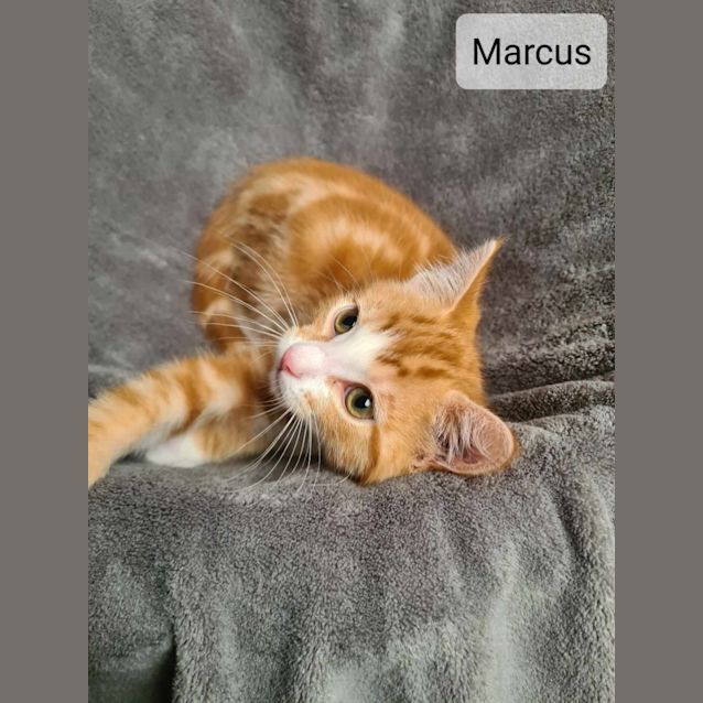 Photo of Marcus