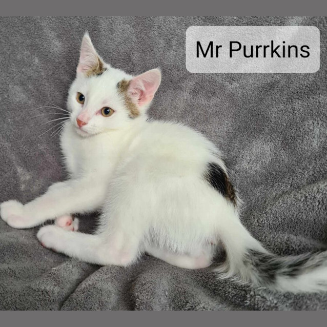 Photo of Mt Purrkins 