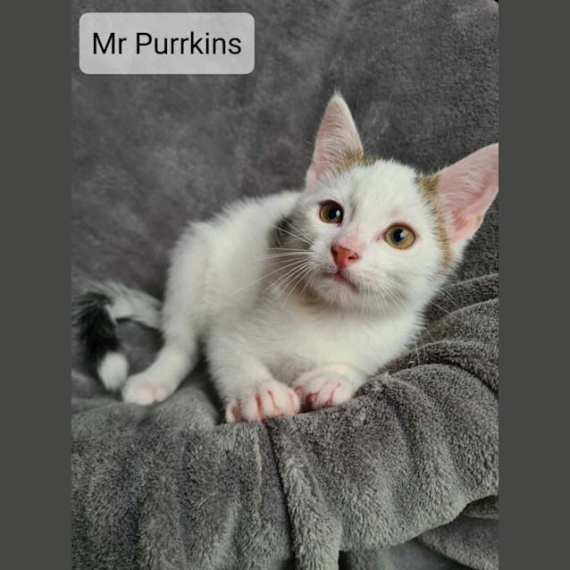 Photo of Mt Purrkins 