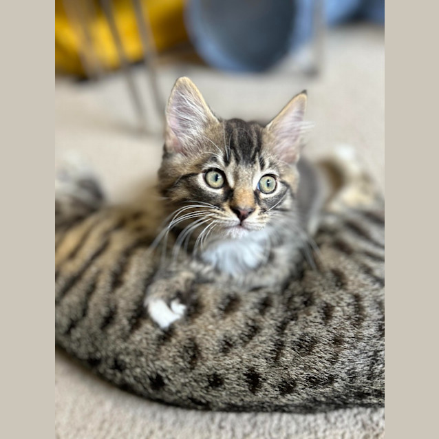 Photo of Bandit