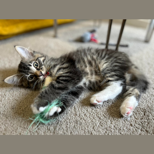 Photo of Bandit