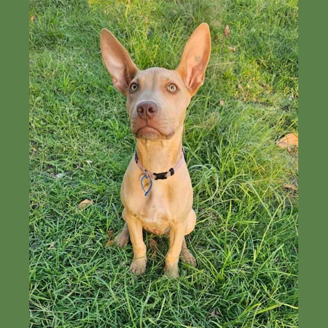 Photo of Hazel