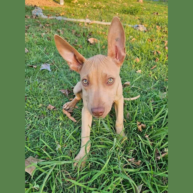 Photo of Hazel