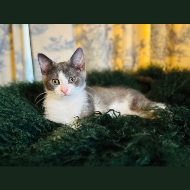 Photo of 💙💙 Kit 💙💙