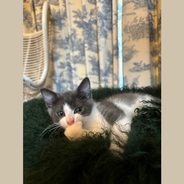 Photo of 💙💙 Kit 💙💙