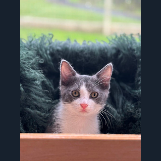 Photo of 💙💙 Kit 💙💙