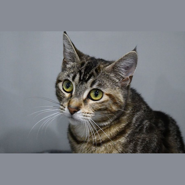 Photo of Emerson 11154