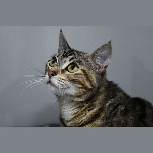 Photo of Emerson 11154
