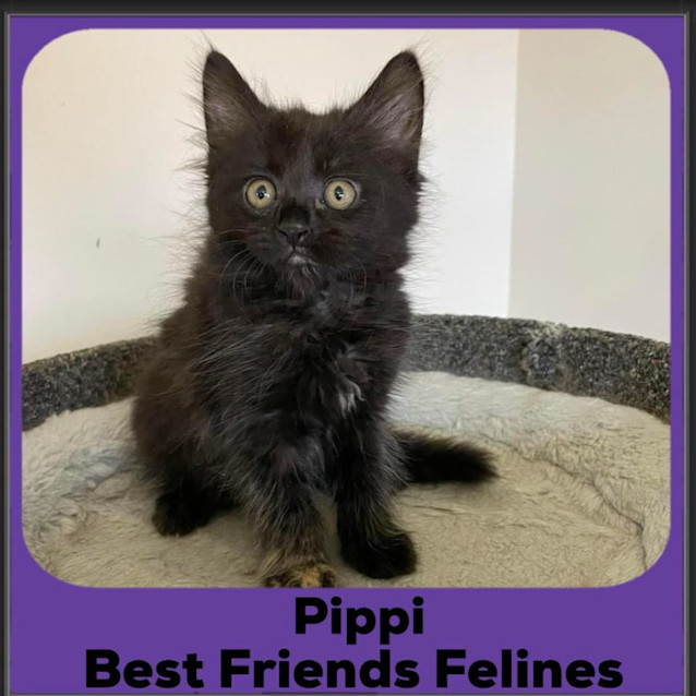 Photo of Pippi 