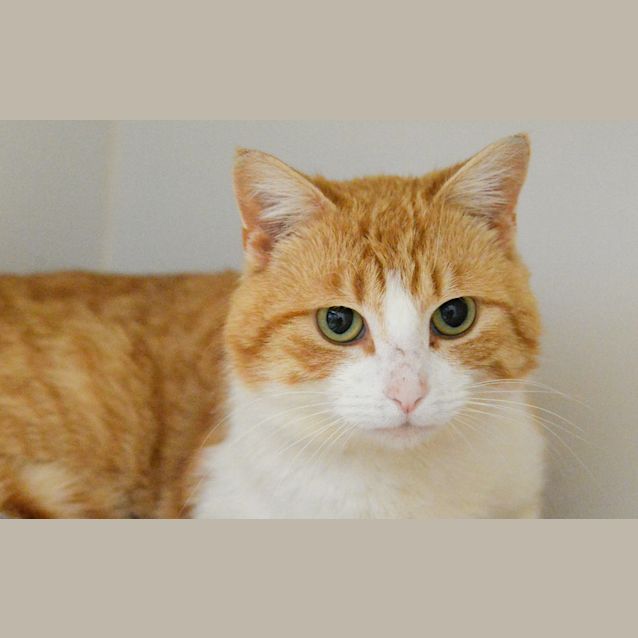 Photo of Thor