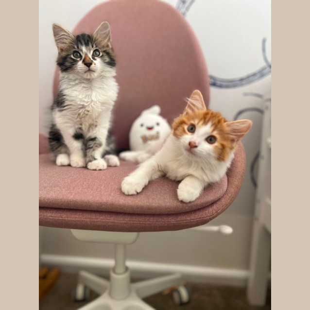 Photo of Kittens!  Gingey And Rocky!