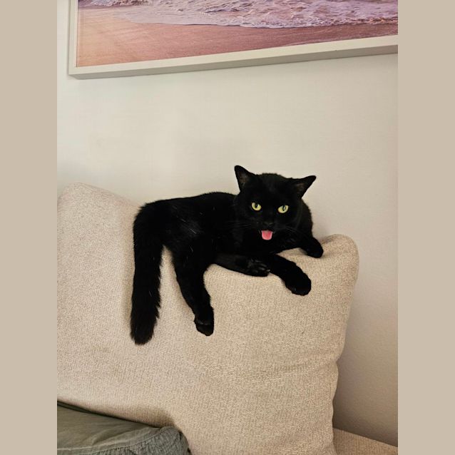 Photo of Poppy