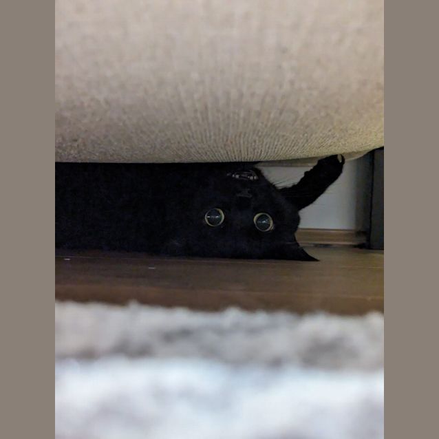Photo of Poppy