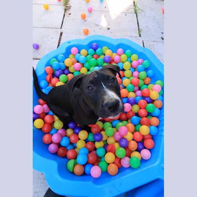 Photo of Merry