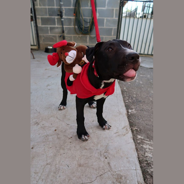 Photo of Merry