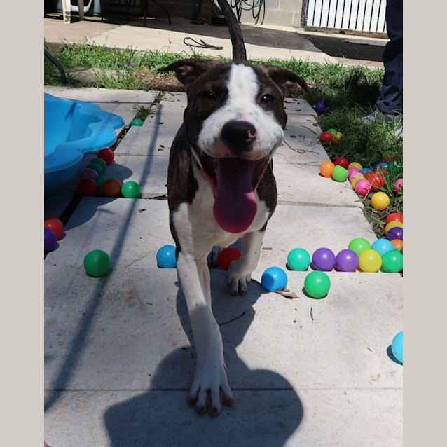 Photo of Brandy