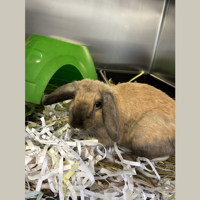Photo of Tortilla