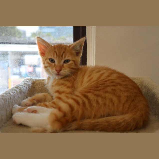 Photo of Chico