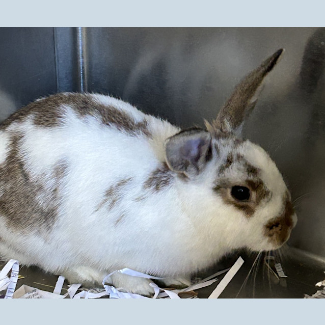 Photo of Marmalade