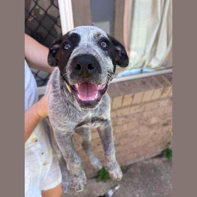 Photo of Oreo