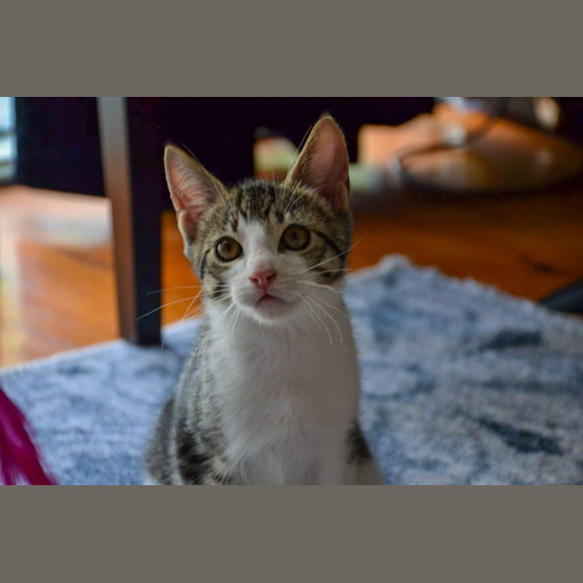 Photo of Linus (Cheddar)