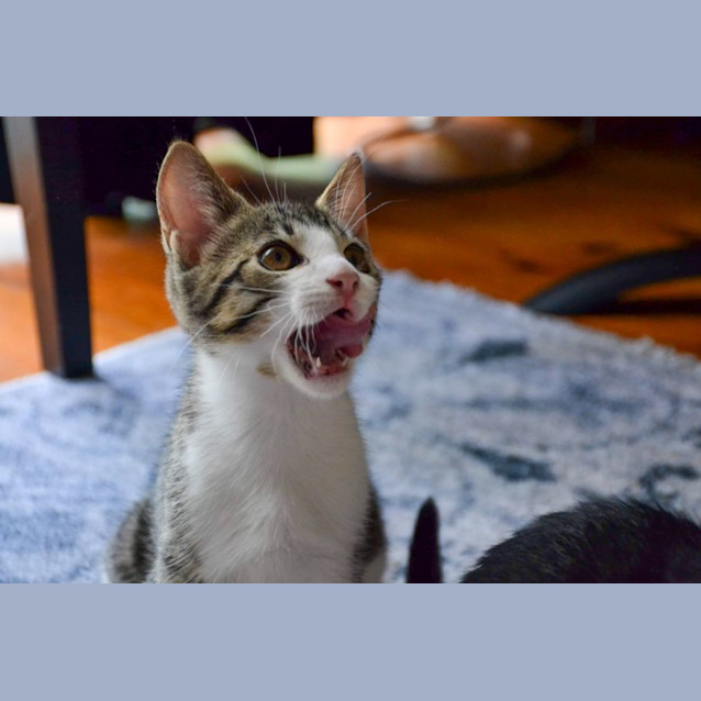 Photo of Linus (Cheddar)