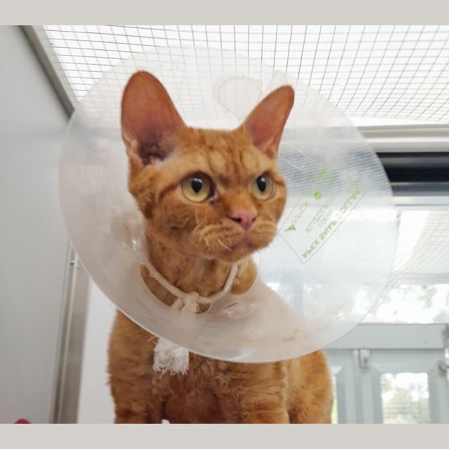 Photo of Miao