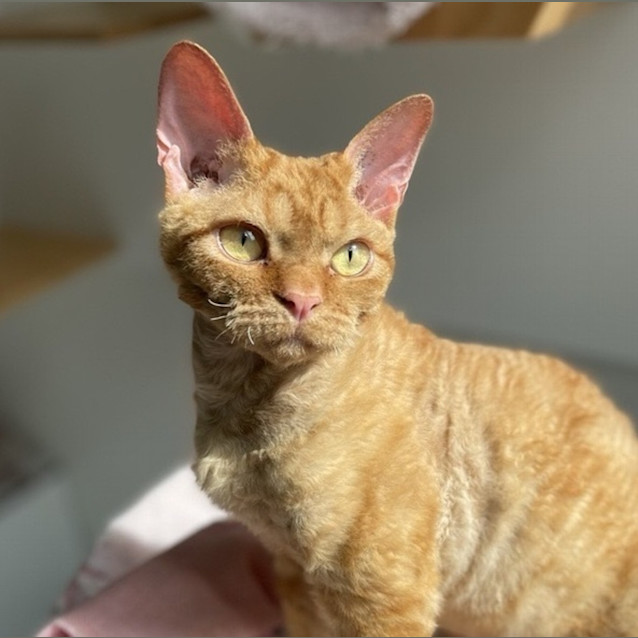 Photo of Miao