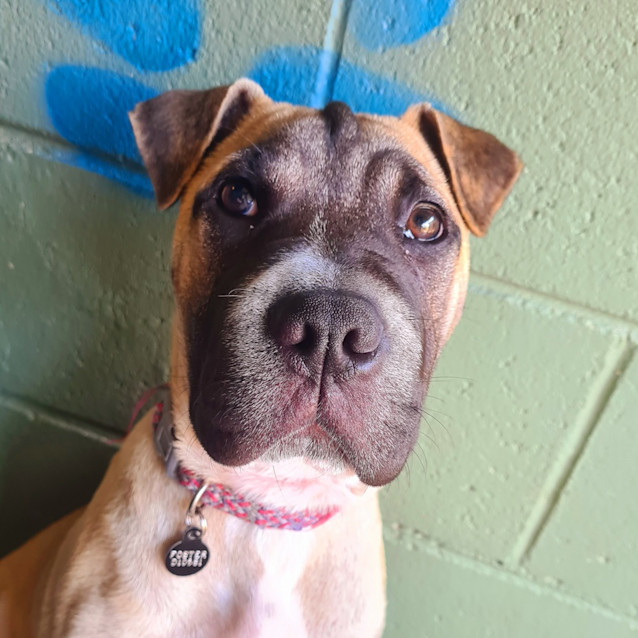 Photo of Honey