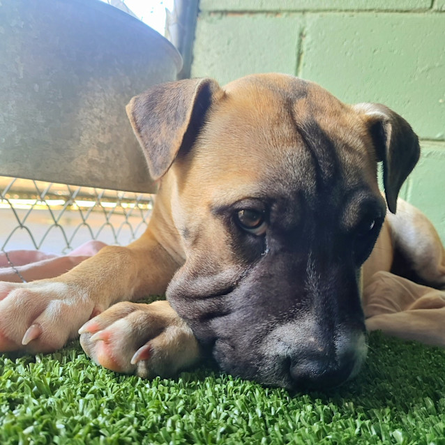 Photo of Honey