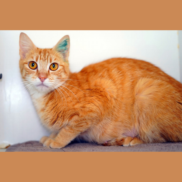 Photo of Marigold