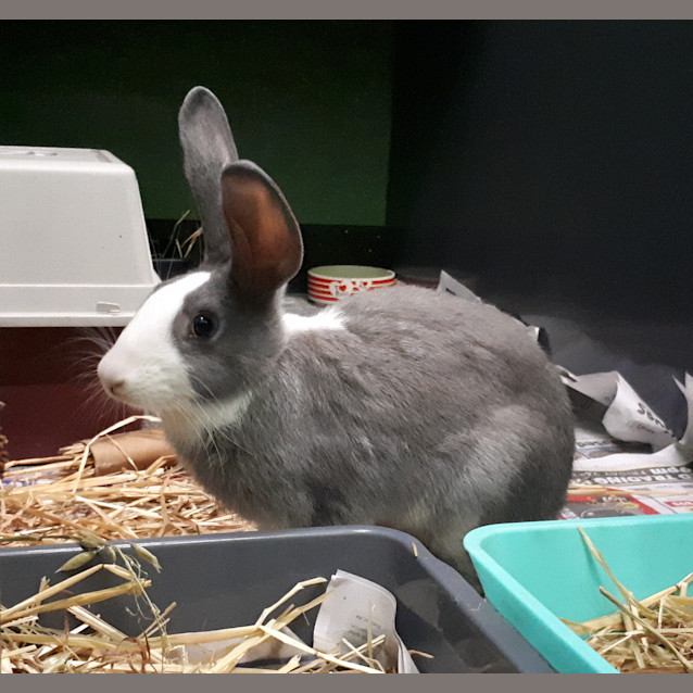 Photo of Cosmo