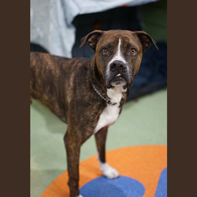 Photo of Bronson