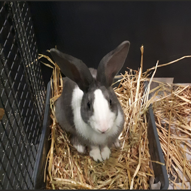 Photo of Cosmo