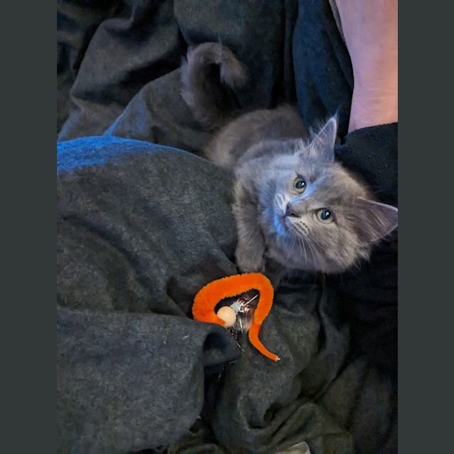 Photo of Willow