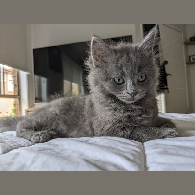 Photo of Willow