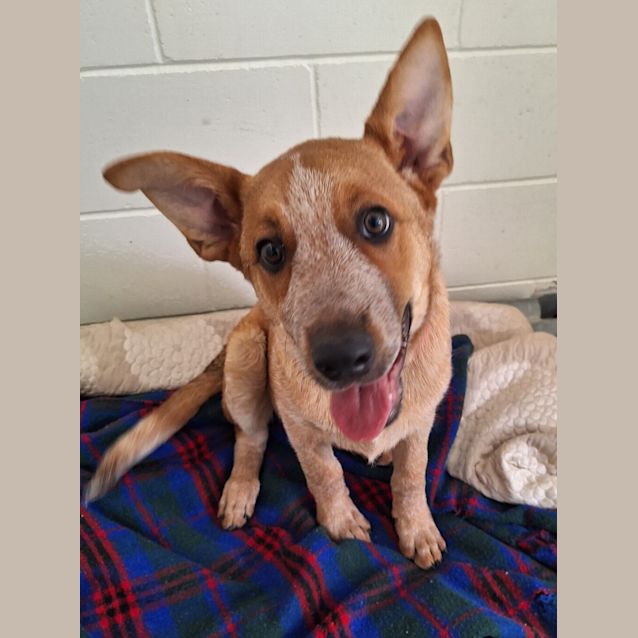 Photo of Tucker