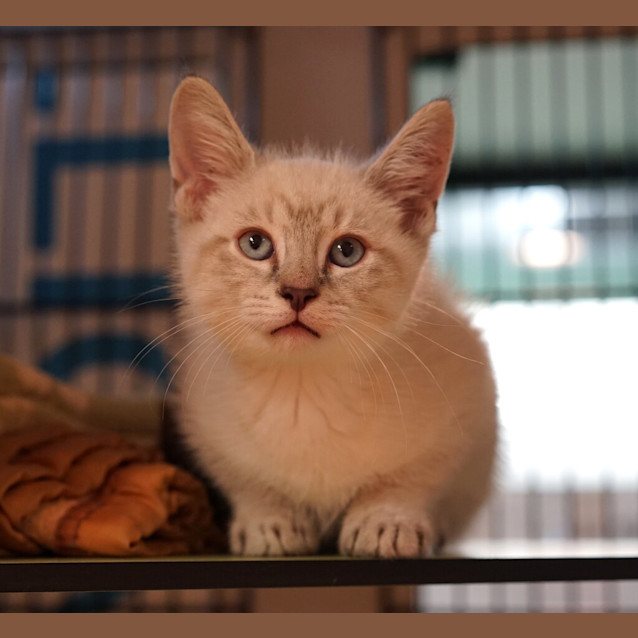 Photo of Socks
