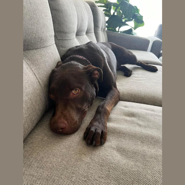Photo of Hershey