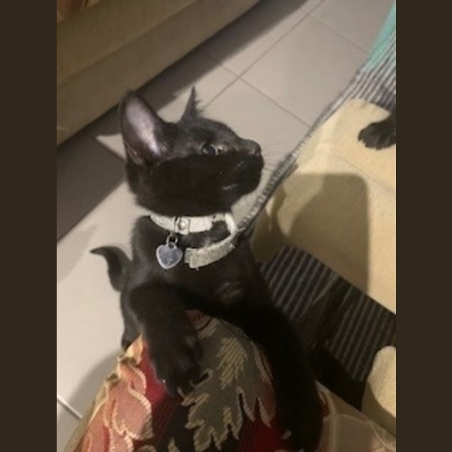Photo of Alira (Silver Collar)