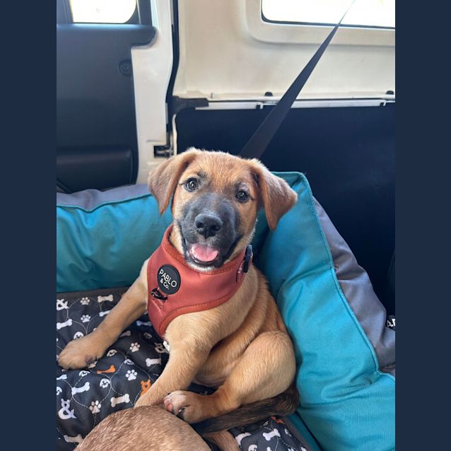 Photo of Scout
