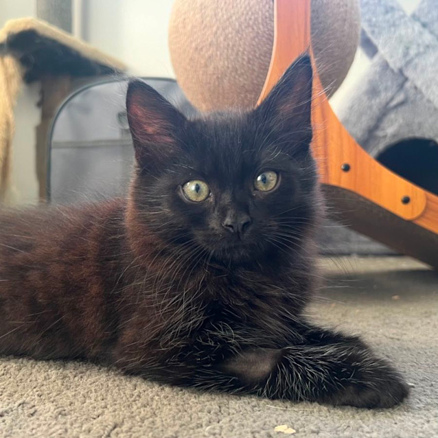 Photo of Sammi 🐈‍⬛