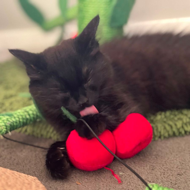 Photo of Sammi 🐈‍⬛