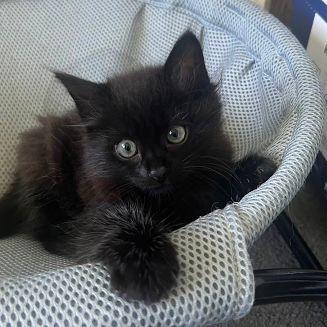 Photo of Sammi 🐈‍⬛